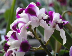 Orchidee, weiß mit kräftiger magenta Farbe