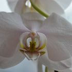 Orchidee white