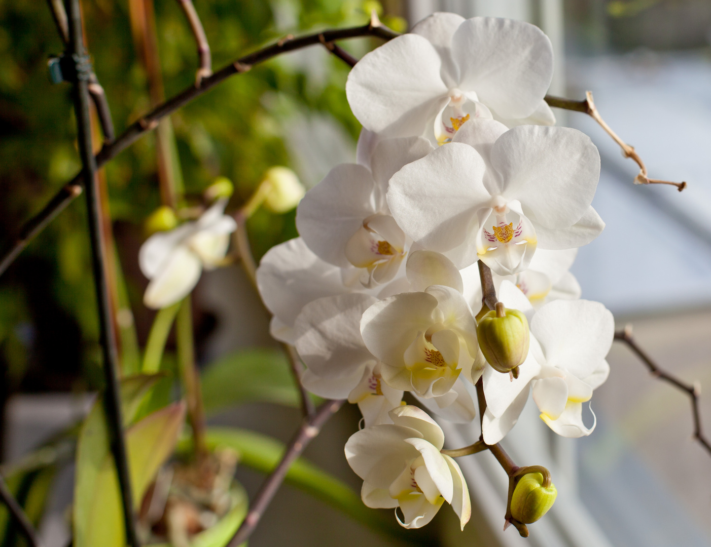 Orchidee Wunderschön