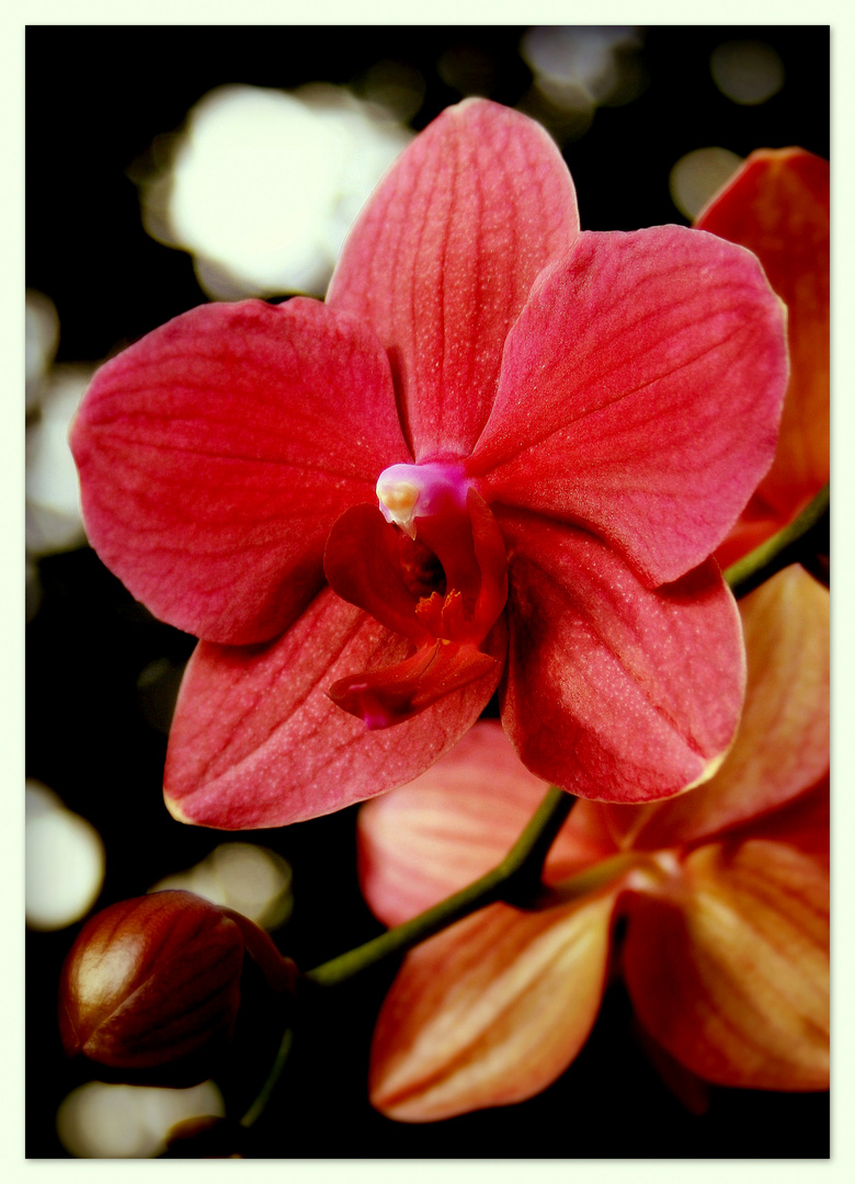 ~Orchidee X~