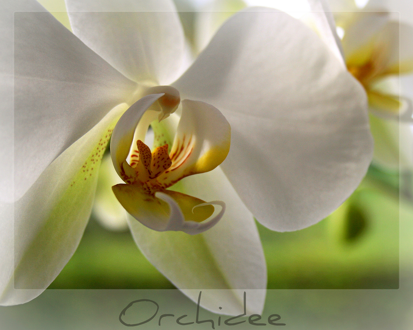 ~Orchidee XVII~