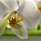 ~Orchidee XVII~