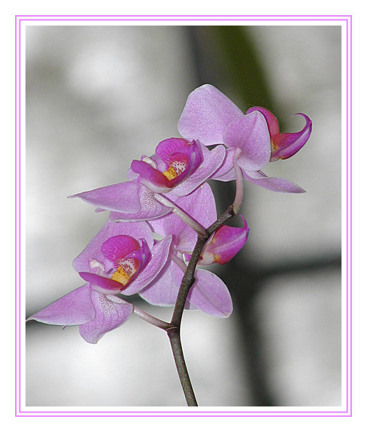 Orchidee, zartrosa
