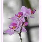 Orchidee, zartrosa