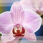 Orchidee - zauberhafte Schöne -