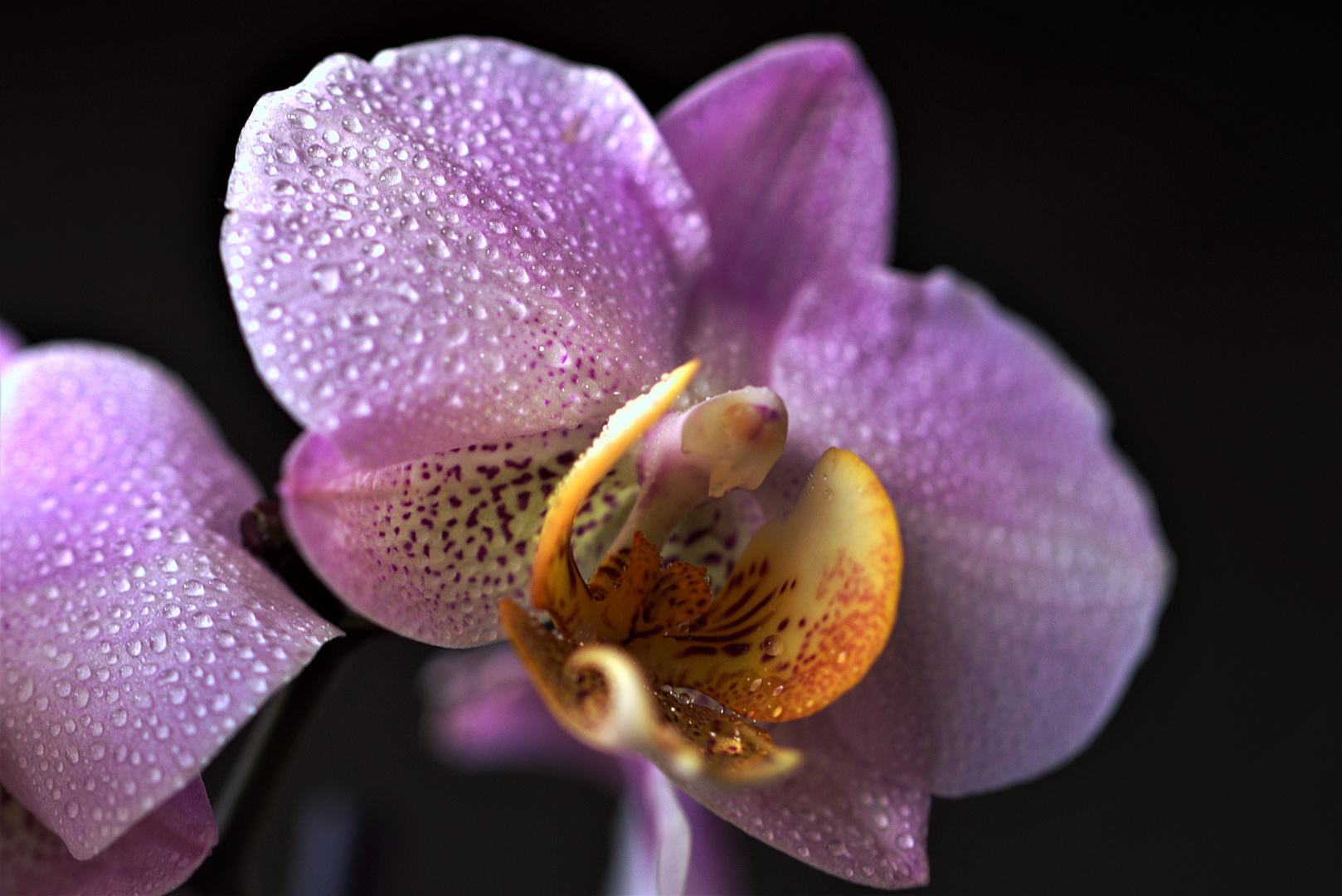 Orchidee Zimmer 3