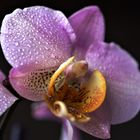 Orchidee Zimmer 3