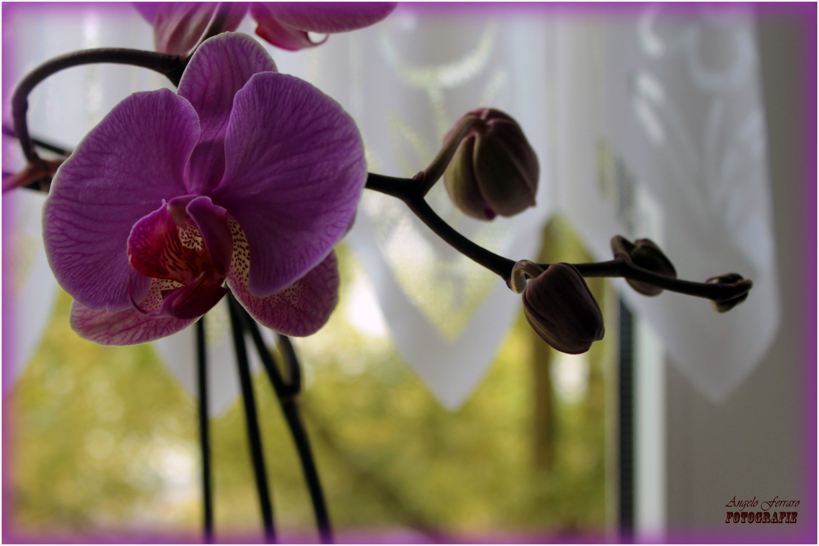 Orchidee zu Haus