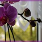 Orchidee zu Haus