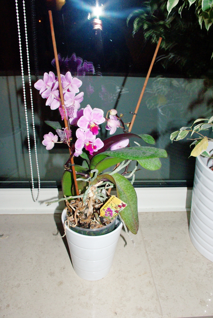 Orchidee zu Hause