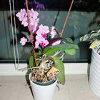 Orchidee zu Hause