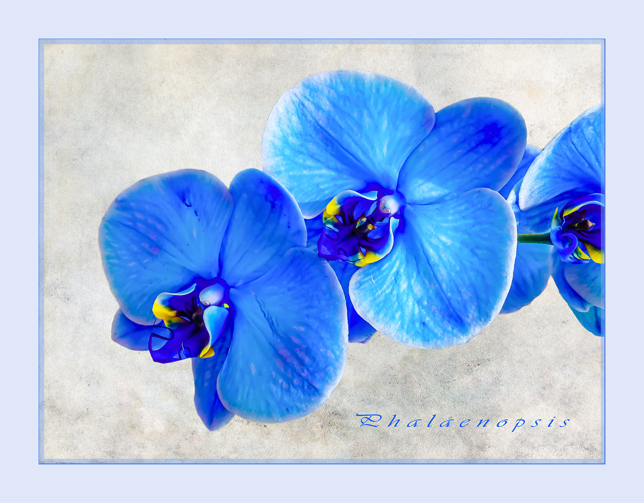  Orchidee zum blue Monday