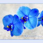  Orchidee zum blue Monday