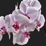 Orchidee zum Mittwoch