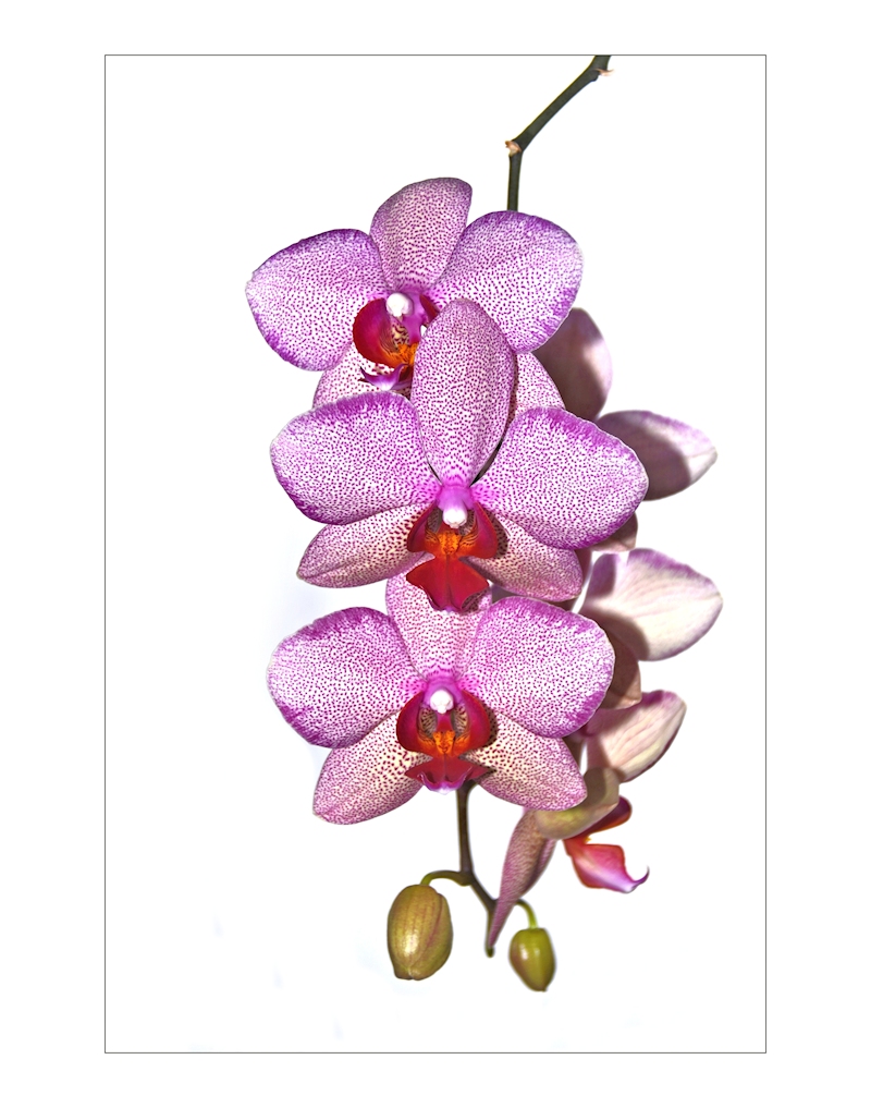 Orchidee zum Sonntag,