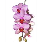 Orchidee zum Sonntag,