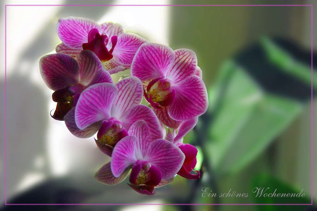 Orchidee zum Wochenende