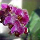 Orchidee zum Wochenende