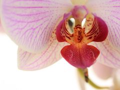 Orchidee zwei für Einsendeaufgabe