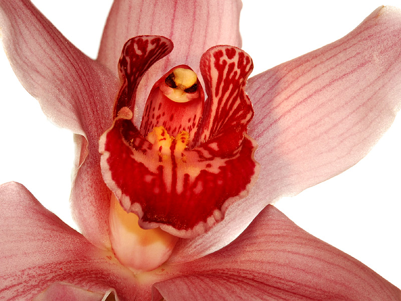 Orchidee zweiter Versuch
