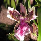 Orchidee ... Zygopetalum