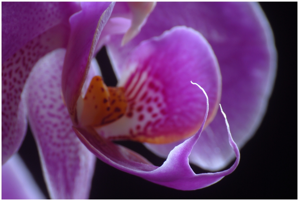 Orchidee_001