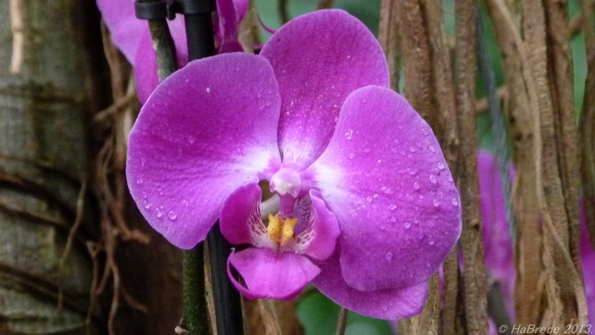 Orchidee004