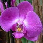 Orchidee004