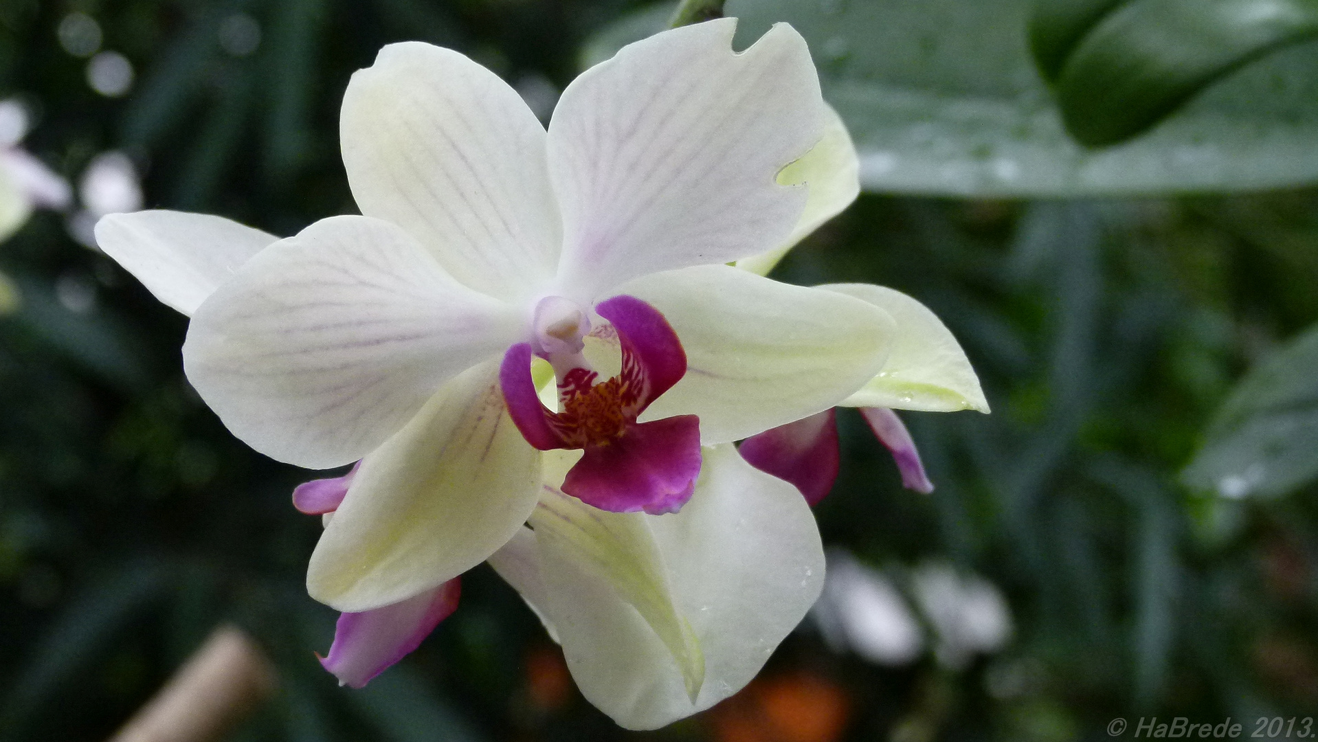 Orchidee005