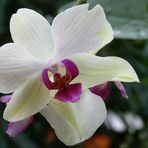 Orchidee005