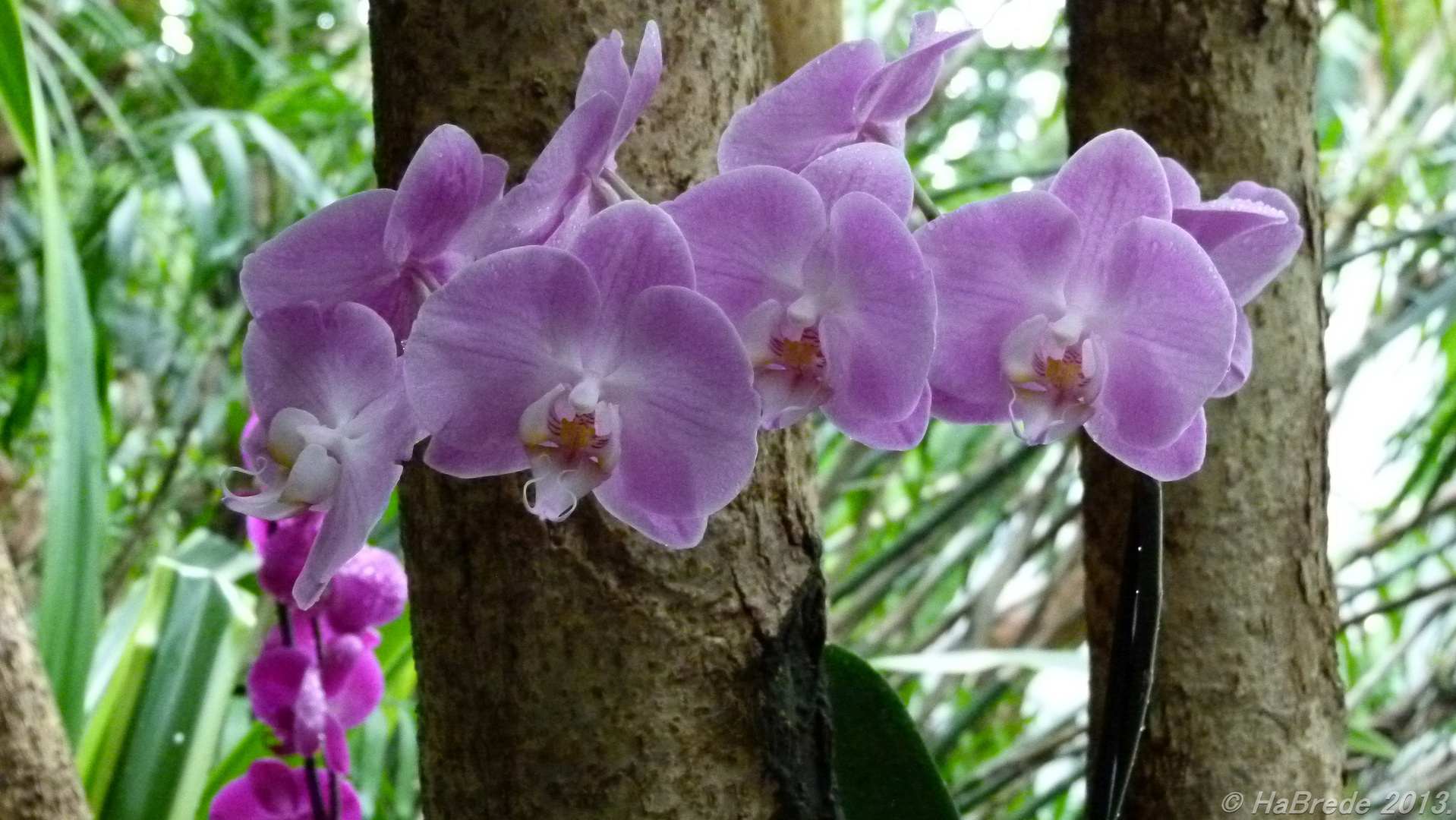 Orchidee008