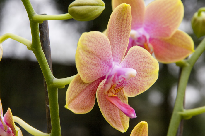 Orchidee01