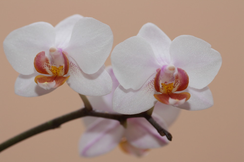 Orchidee01