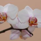 Orchidee01