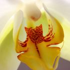 OrchIdee01