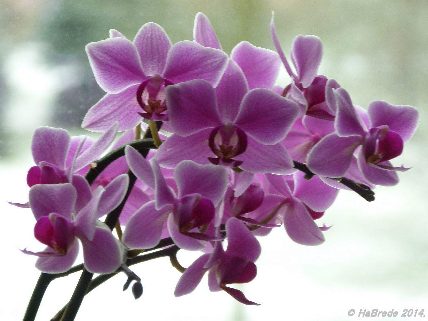 Orchidee010