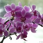 Orchidee010