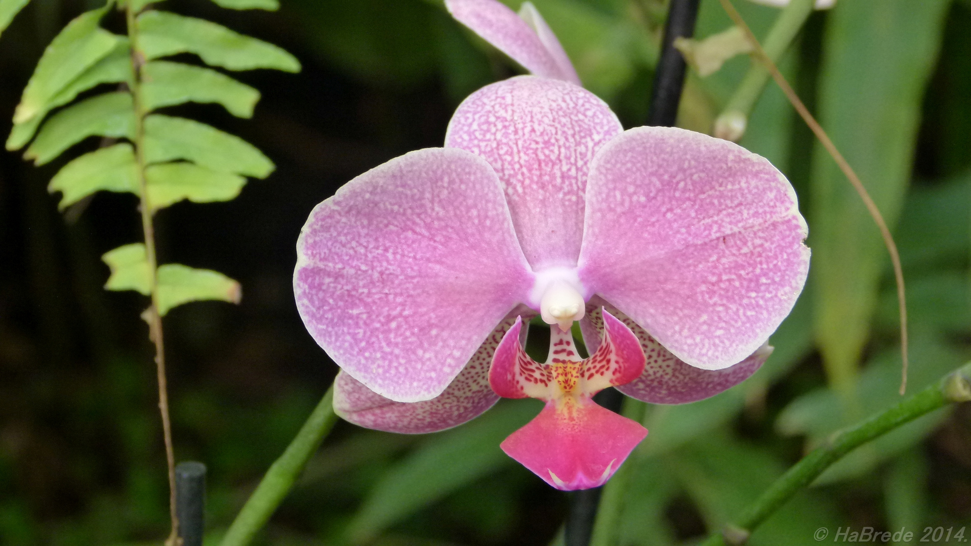 Orchidee010