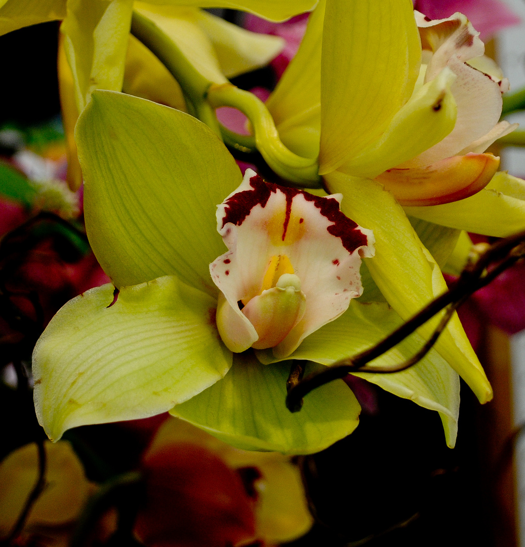 Orchidee03