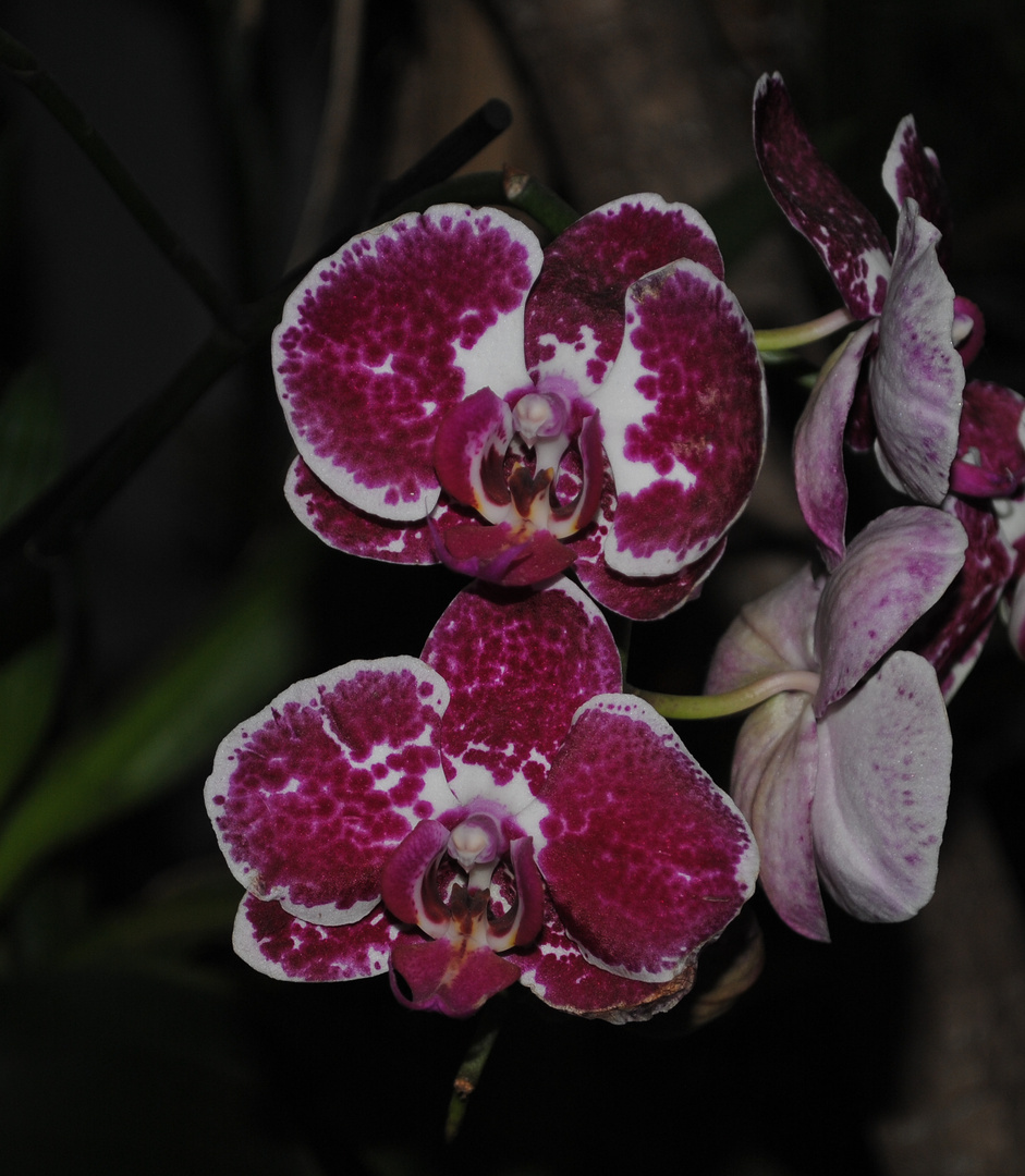 Orchidee04