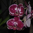 Orchidee04