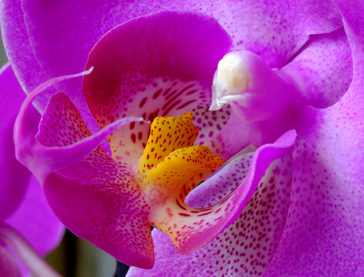 Orchidee_1