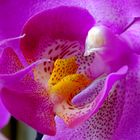 Orchidee_1