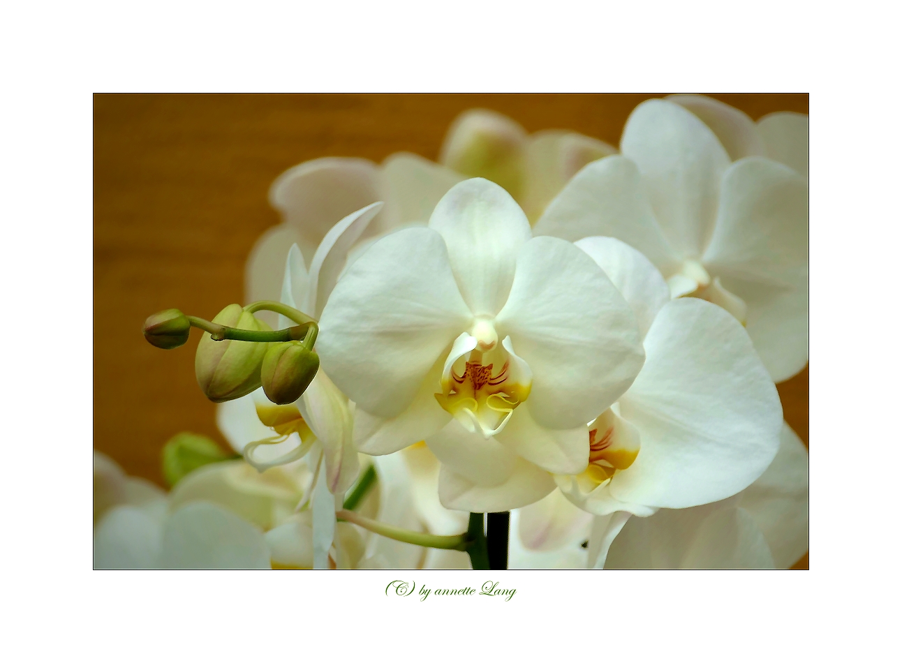 orchidee_1