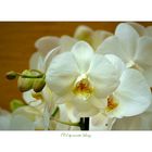 orchidee_1