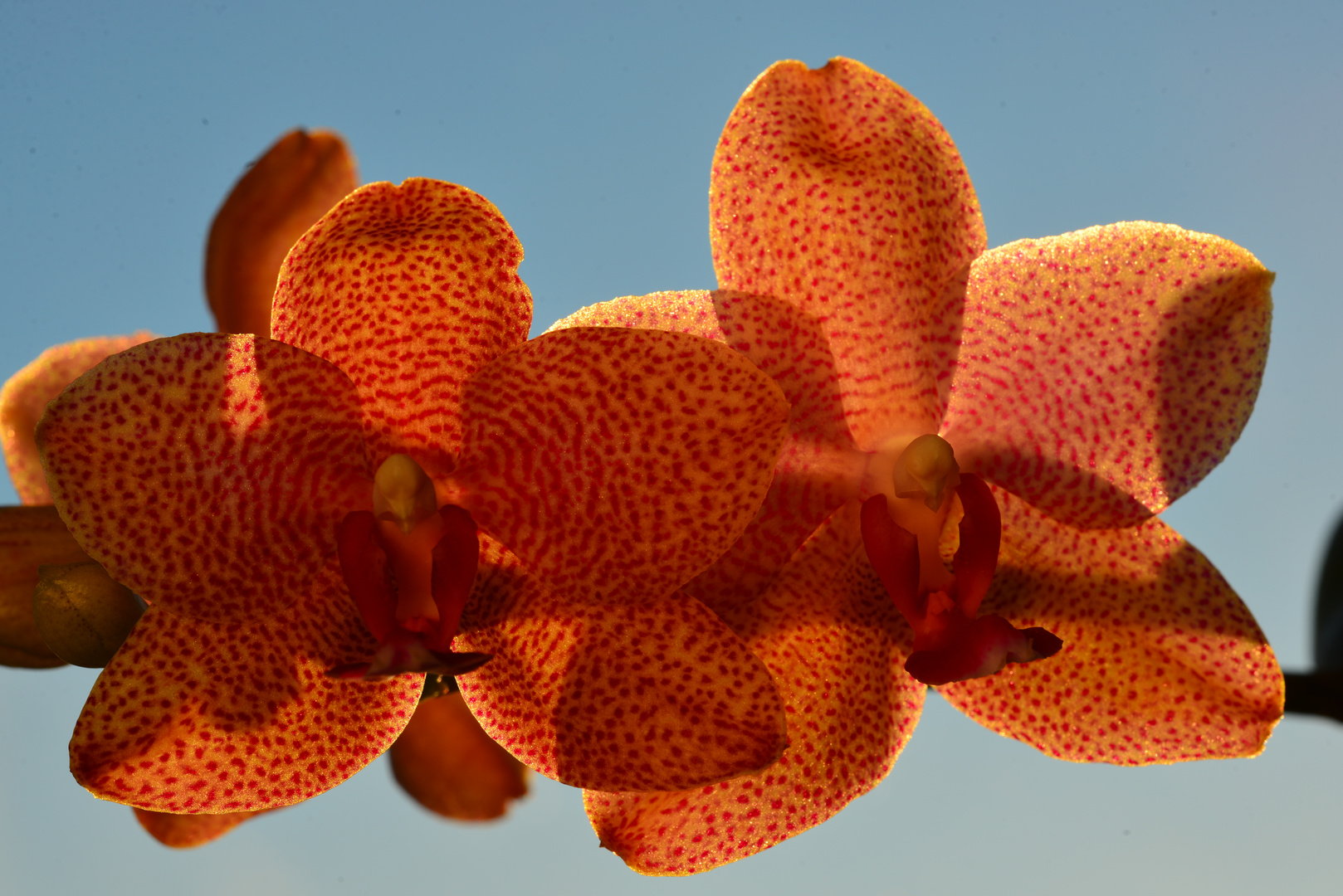 Orchidee_1