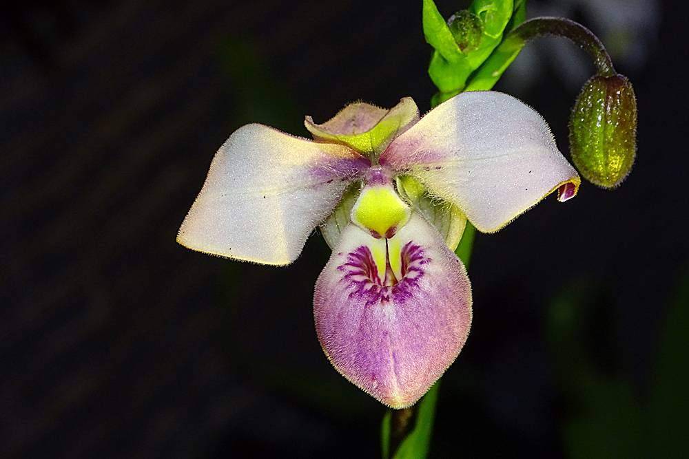 Orchidee1