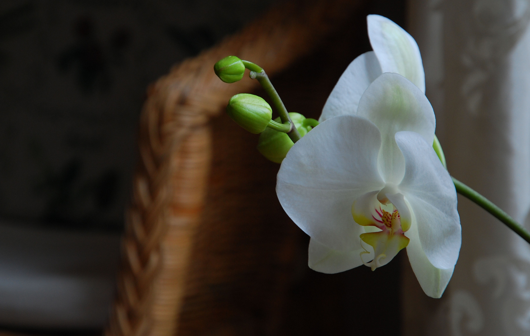 Orchidee_1