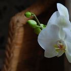 Orchidee_1