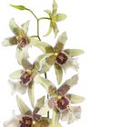 Orchidee_1